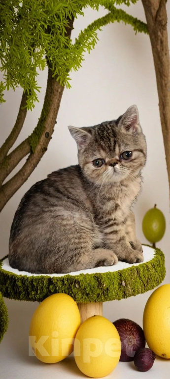 Кошки в других городах Кемеровской области: Котята экзоты Девочка, 12 000 руб. - фото 2