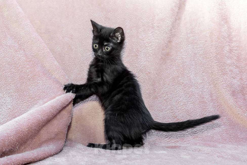 Кошки в Москве: котенок Карамелька ищет дом Девочка, Бесплатно - фото 9