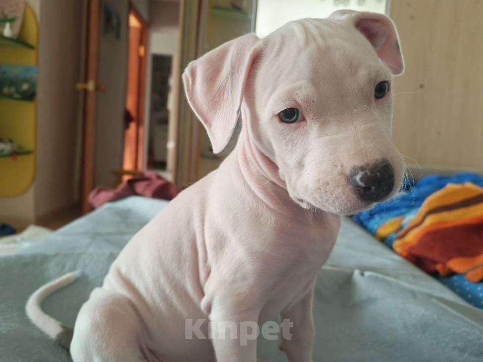 Собаки в Владивостоке: Продам собакена Мальчик, 18 000 руб. - фото 1