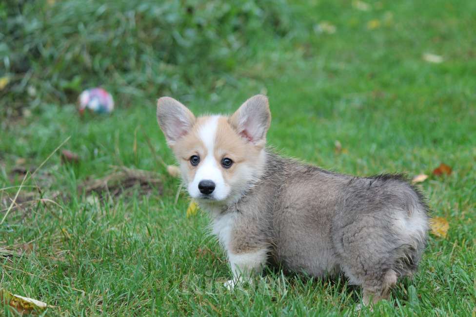 Собаки в Москве: Вельш Корги Пемброк Мальчик, 80 000 руб. - фото 9
