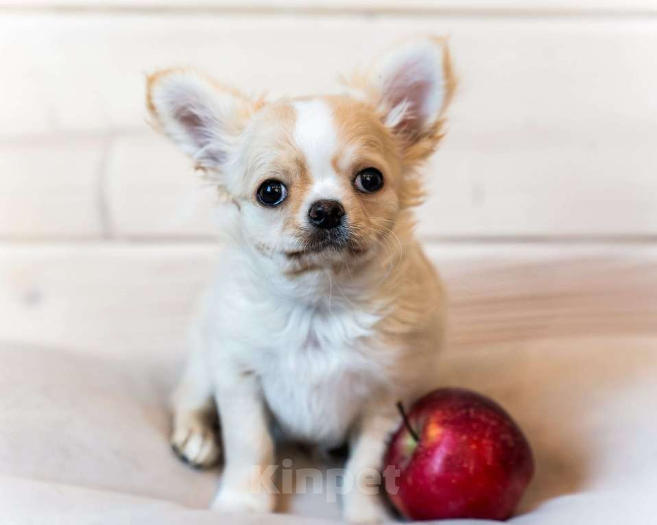 Собаки в Москве: Чихуахуа Мальчик, 30 000 руб. - фото 2