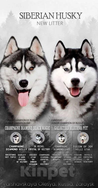 Собаки в Зарайске: хаски Девочка, 40 000 руб. - фото 3