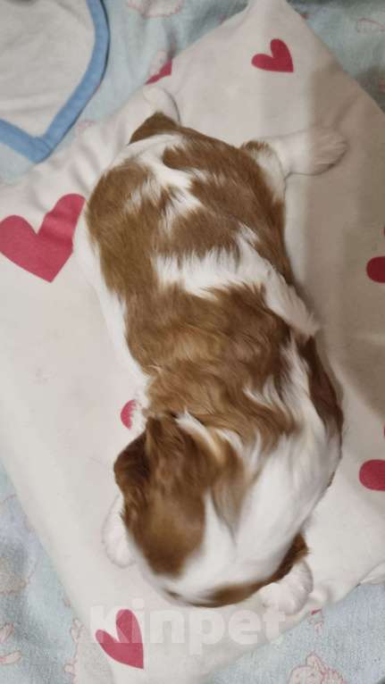 Собаки в Москве: Маленькая Принцесса) Девочка, 150 000 руб. - фото 5