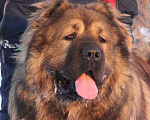Собаки в Иркутске: Вязка, 10 000 руб. - фото 2