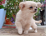 Собаки в Санкт-Петербурге: Щенок чихуахуа, малышка 2,5 мес. Девочка, 35 000 руб. - фото 2