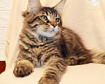 Кошки в Астрахани: Котята мейн-куны от чемпиона Мальчик, 30 000 руб. - фото 5
