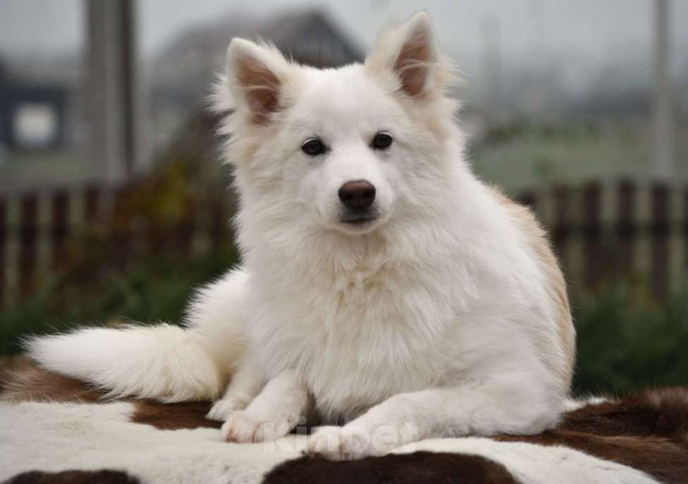 Собаки в Москве: Ненецкая оленегонная лайка, кобель Амур. Мальчик, 60 000 руб. - фото 9