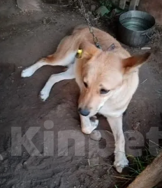 Собаки в Москве: Собака Рыжка ищет  дом Девочка, Бесплатно - фото 3