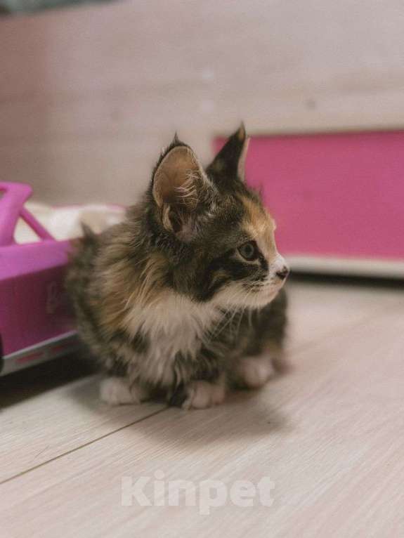 Кошки в Ростове-на-Дону: Котята мейн-кун Девочка, 20 000 руб. - фото 1