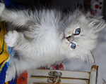 Кошки в Кирове: Невская маскарадная кошечка Девочка, Бесплатно - фото 2