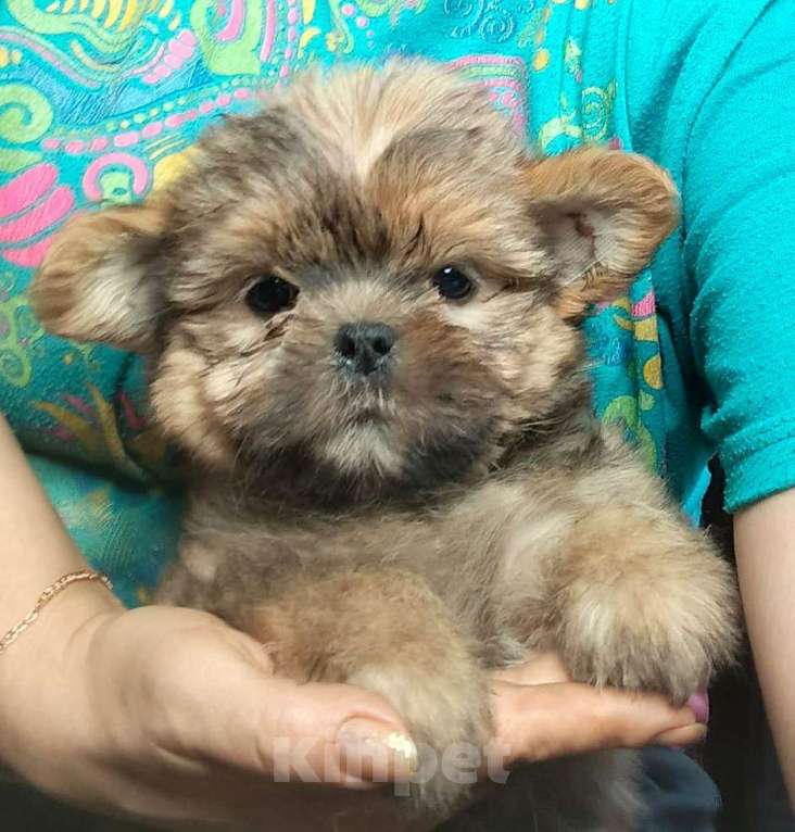 Собаки в Москве: Мальчик Shokie, могу подвезти Мальчик, 20 000 руб. - фото 2