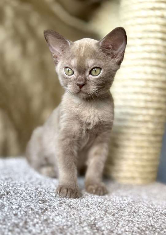 Кошки в Москве: Бурманский мальчик. Шоколадный инопланетяшка ищет свою галактику! Бронирование! Мальчик, 80 000 руб. - фото 3