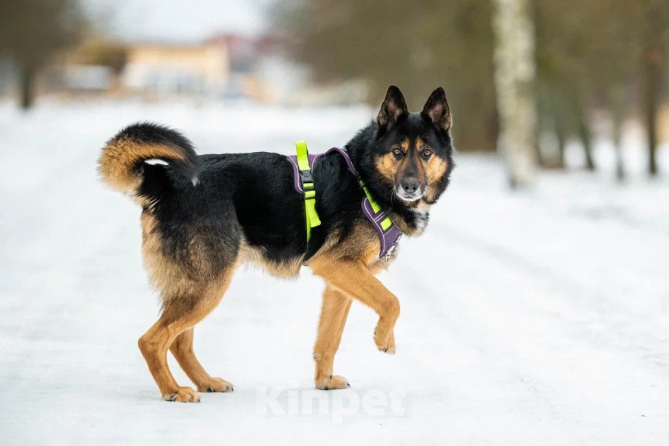 Собаки в Москве: Красавчик Арчи Мальчик, Бесплатно - фото 2
