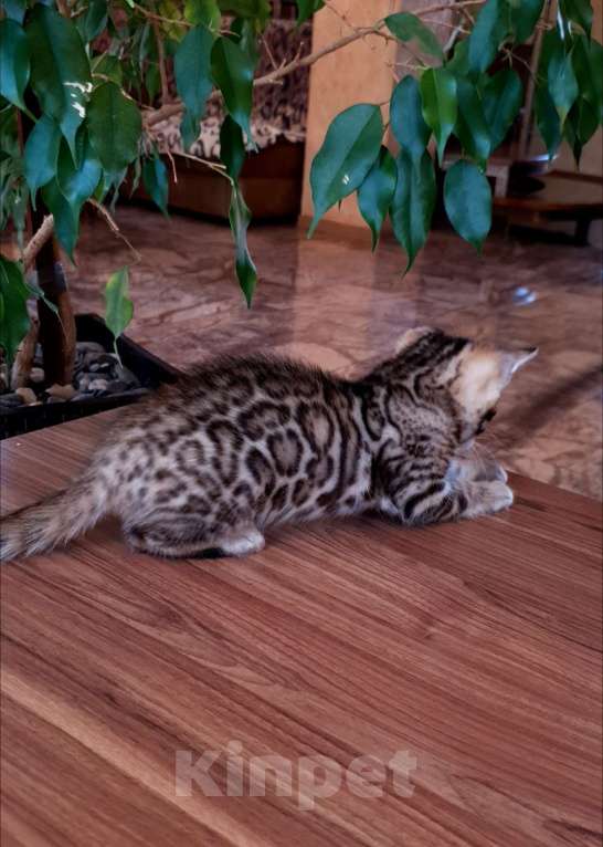 Кошки в Симферополе: Бенгальская девочка  Девочка, 55 000 руб. - фото 2