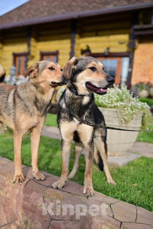 Собаки в Красногорске: Самый уютный щенок Перчик , 1 год Мальчик, Бесплатно - фото 5