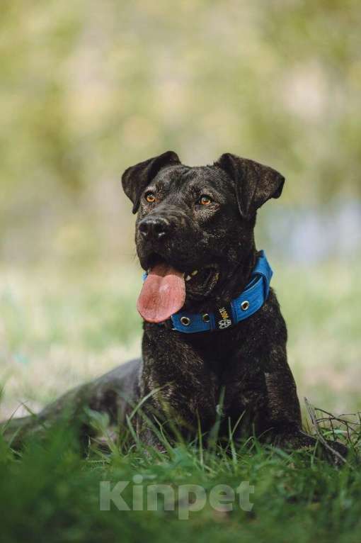 Собаки в Москве: Метис алано эспаньол Дони в добрые руки Мальчик, 1 руб. - фото 8