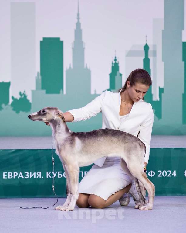 Собаки в Реутове: "Art In Fame" Племенной питомник Русских Псовых Борзых Разнополые, Бесплатно - фото 8