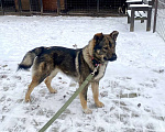 Собаки в Санкт-Петербурге: Уникальная собака ищет дом Мальчик, Бесплатно - фото 10
