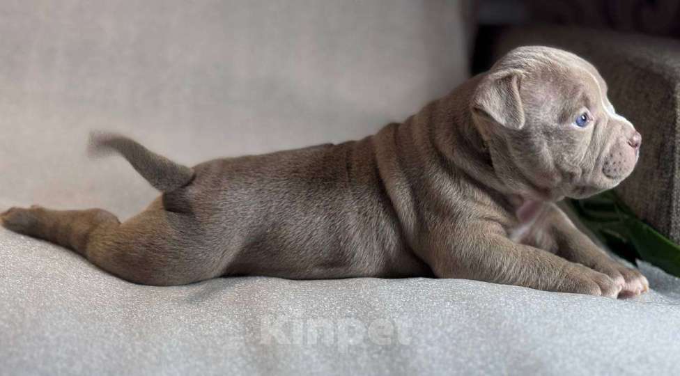 Собаки в Санкт-Петербурге: американский булли Девочка, Бесплатно - фото 4