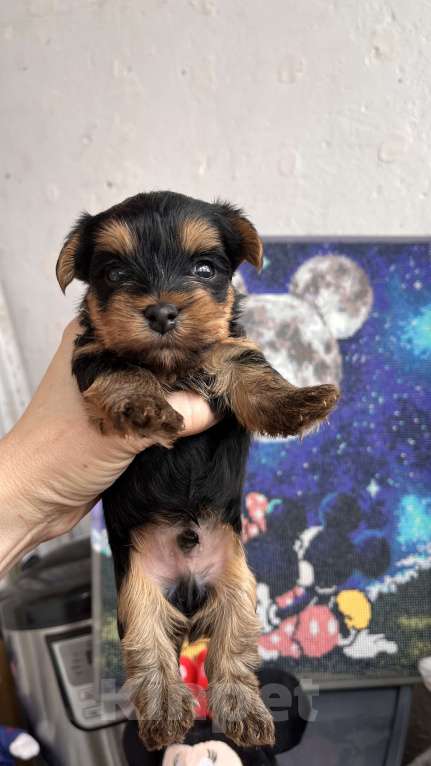 Собаки в Волгограде: Продам Мальчик, 20 000 руб. - фото 3