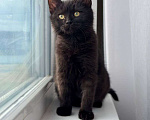 Кошки в Москве: котенок Агат ищет дом Мальчик, Бесплатно - фото 2