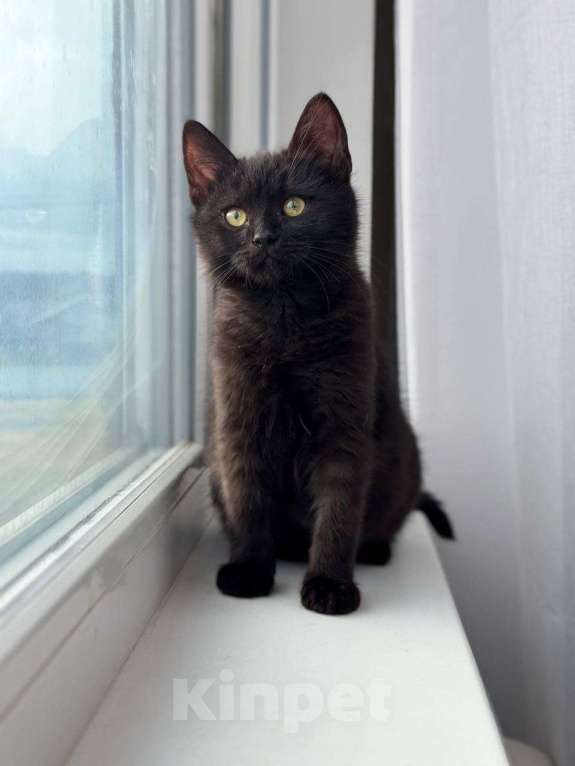 Кошки в Москве: котенок Агат ищет дом Мальчик, Бесплатно - фото 2