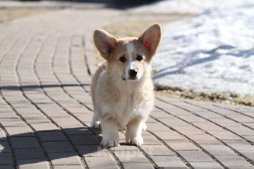 Собаки в Москве: Вельш корги пемброк Девочка, 40 000 руб. - фото 6