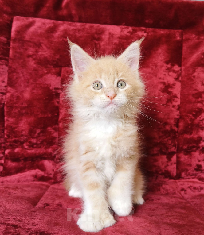 Кошки в Москве: Котёнок Мейн-Кун полидакт Девочка Девочка, 80 000 руб. - фото 2