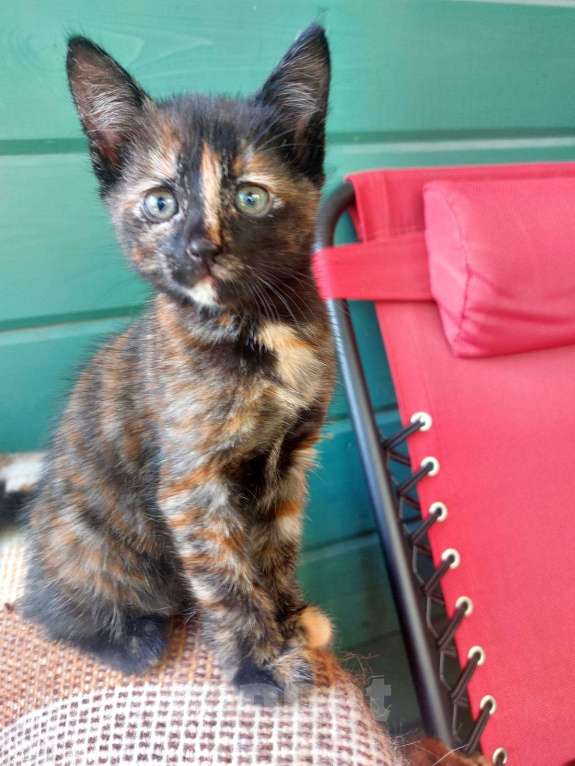 Кошки в Москве: Чудесный котенок 2 месяца в добрые руки. Девочка, Бесплатно - фото 4