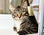 Кошки в Москве: Красивейший полосатый котик Мартин в добрые руки  Мальчик, Бесплатно - фото 1