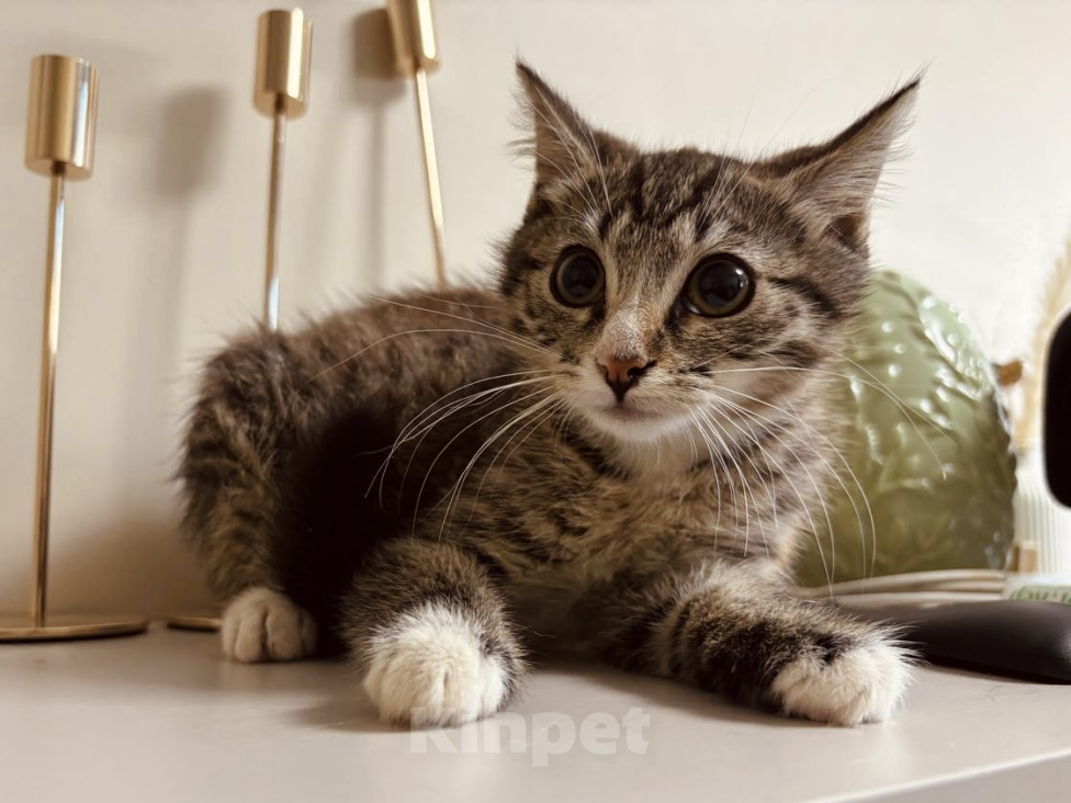 Кошки в Москве: Котенок в добрые руки Мальчик, Бесплатно - фото 6