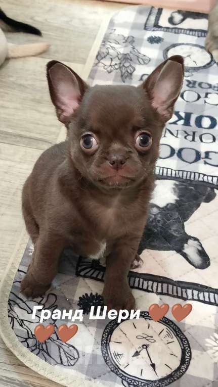 Собаки в других городах Челябинской области: чихуахуа Мальчик, 55 000 руб. - фото 1