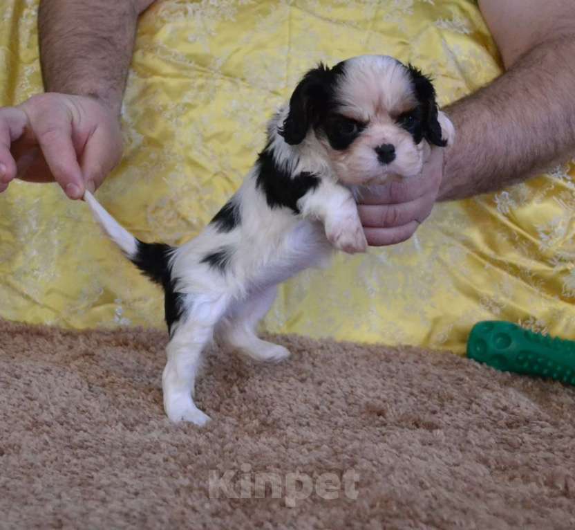 Собаки в Ореховом-Зуево: Настоящая Леди Девочка, 90 000 руб. - фото 3