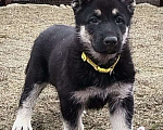 Собаки в других городах Краснодарского края: Щенок Восточноевропейской овчарки Девочка, 60 000 руб. - фото 6