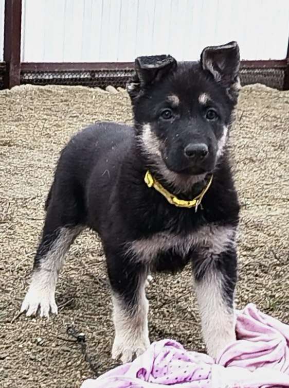 Собаки в других городах Краснодарского края: Щенок Восточноевропейской овчарки Девочка, 60 000 руб. - фото 6