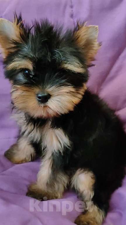Собаки в Москве: мальчик йоркширского терьера Мальчик, 20 000 руб. - фото 3