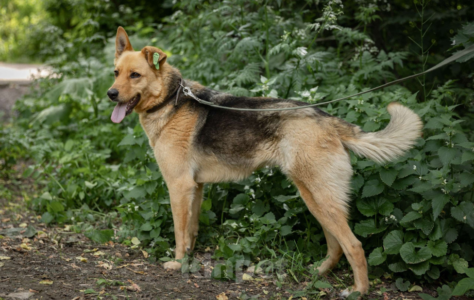 Собаки в Балашихе: Прекрасная Рокси в добрые руки Девочка, Бесплатно - фото 3
