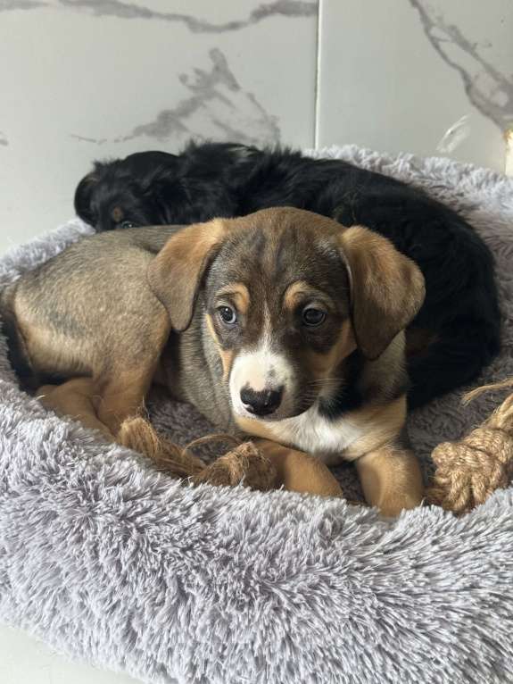 Собаки в Москве: Булочка ищет добрый дом Девочка, Бесплатно - фото 4