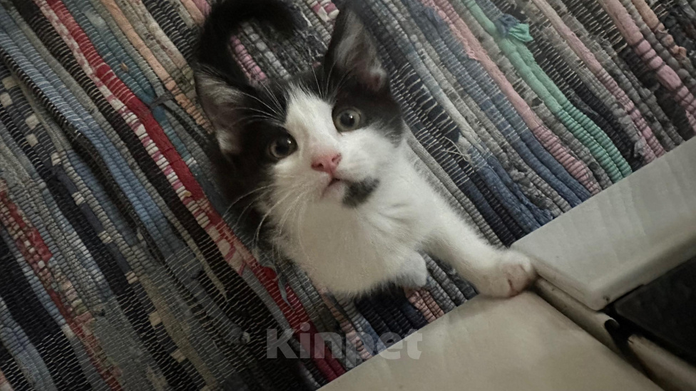 Кошки в Краснодаре: Черно-белый котик Мальчик, Бесплатно - фото 2