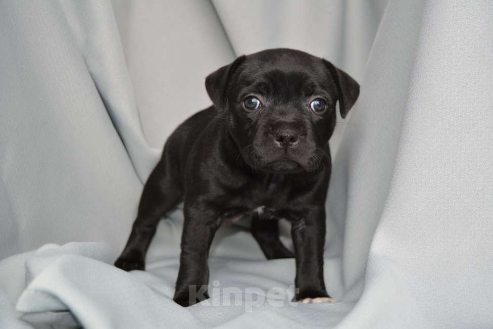 Собаки в Краснодаре: стаффи, стаффбуль Мальчик, 120 000 руб. - фото 3