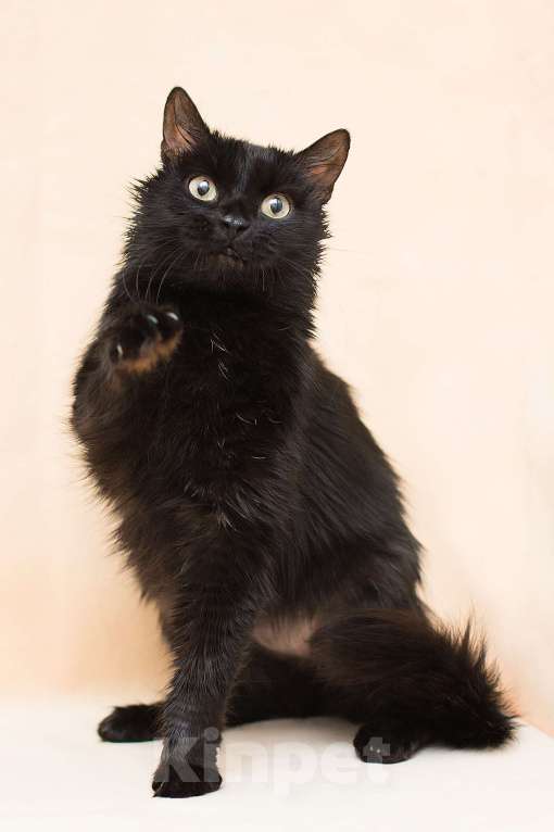 Кошки в Москве: Лекси ищет дом Девочка, Бесплатно - фото 2