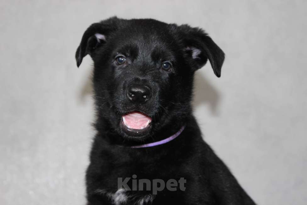 Собаки в Красноярске: Щенок ВЕО Норд Стар Мальчик, Бесплатно - фото 9