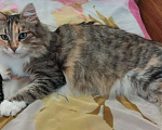 Кошки в Москве: Трехцветная пушистая Шаня, кошечка в добрые руки.   Девочка, Бесплатно - фото 9