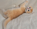 Кошки в Москве: Шотландская золотая шиншилла вислоухая девочка Девочка, 50 000 руб. - фото 2