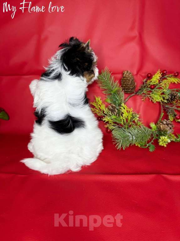 Собаки в Краснодаре: Красивый Мальчик Бивер, Документы РКФ Мальчик, 60 000 руб. - фото 4