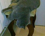 Кошки в Электростали: Вязка с Шотландским скоттиш страйтом , кот опытный, 3 000 руб. - фото 5
