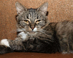 Кошки в Москве: Сибирская кошка полосатая кошка Ватрушка (метис), Бесплатно - фото 5