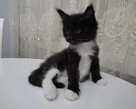 Кошки в Лукоянове: Котята породы Мейн-кун, 12 000 руб. - фото 2