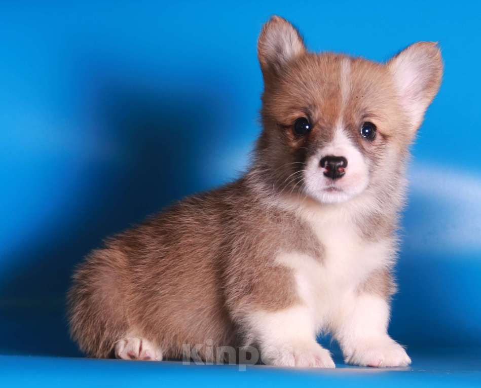 Собаки в Москве: вельш корги пемброк щекни Мальчик, 80 000 руб. - фото 4