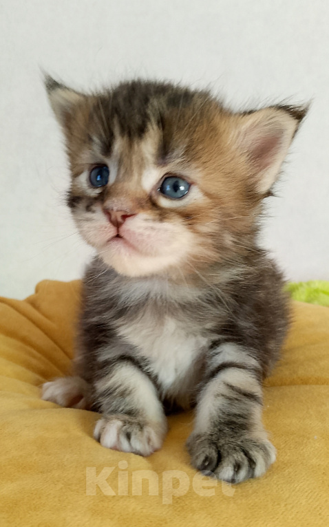 Кошки в Энгельс: Котенок Мэйн кун Девочка, 50 000 руб. - фото 4